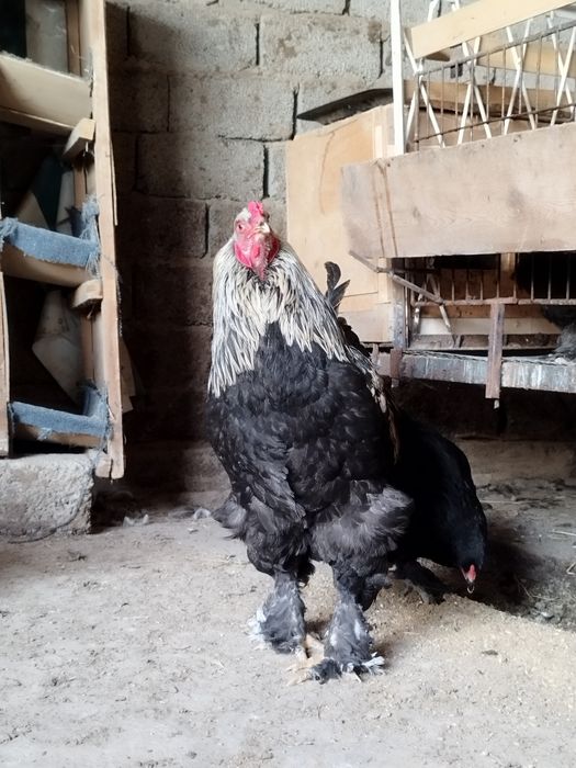 Brama tovuq va xorozlar