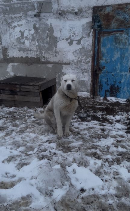 Продам щенка алабай