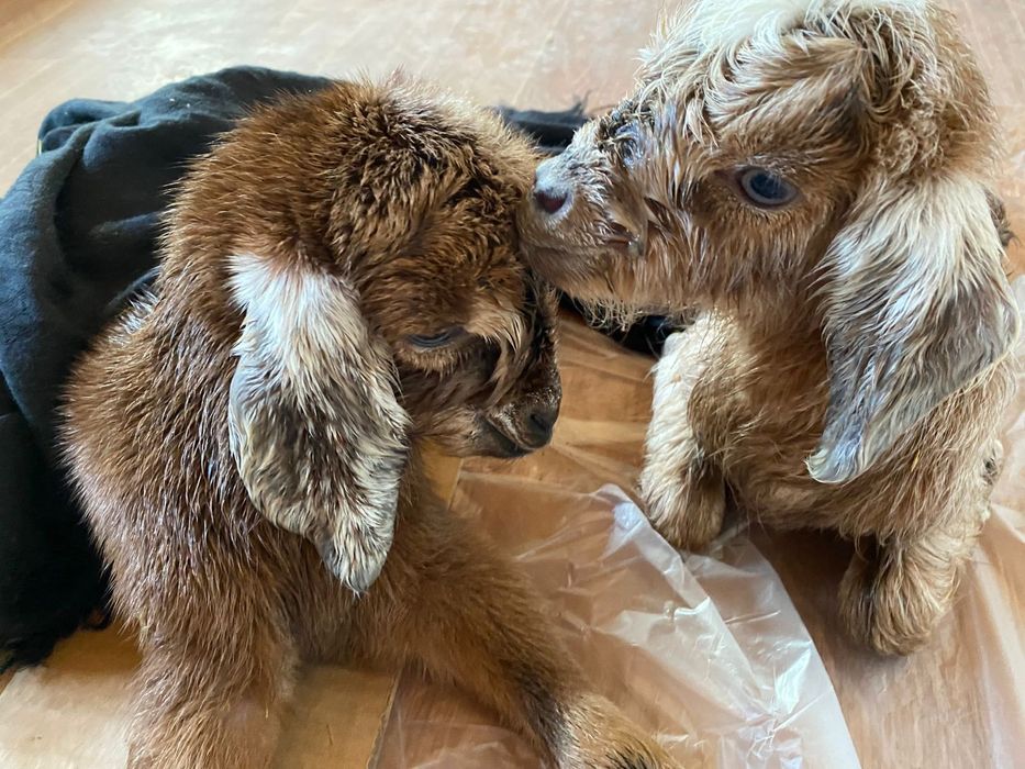 Козлята 2 голов нубий и альпий