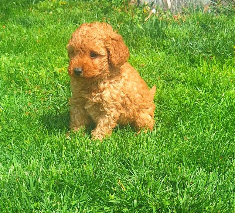 Той Пудел мини Пудел