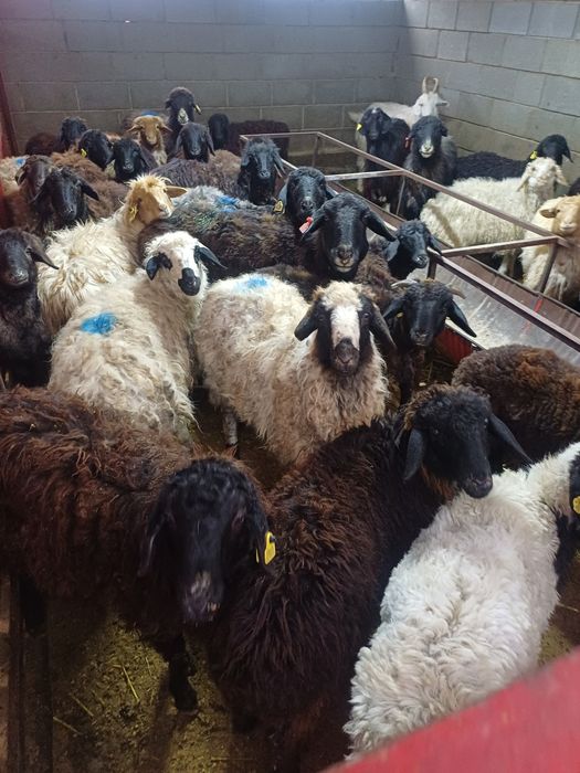 Токтылар сатылады