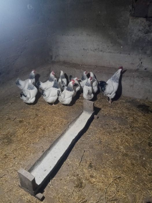 Яйца Адлерских кур