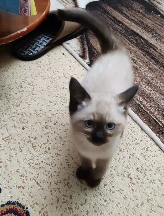 Котятки сиамские, чистокровные