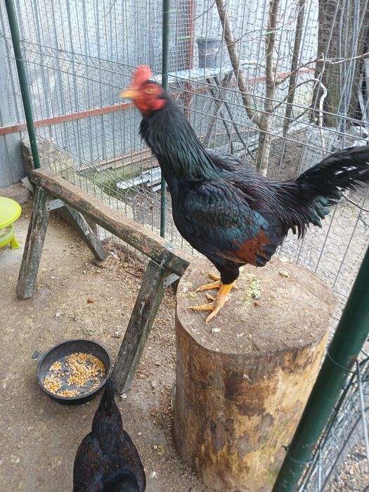 Combatant indian de vînzare