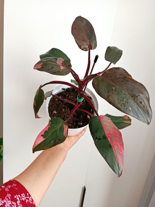 Продам комнатные растения