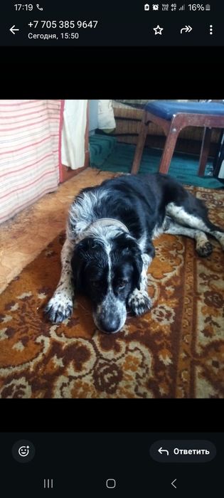 Отдают собак срочно