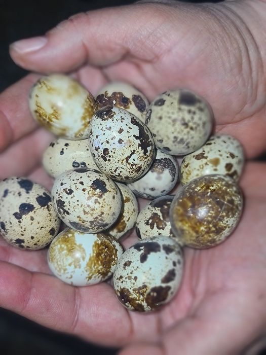 Перепелинные яйца