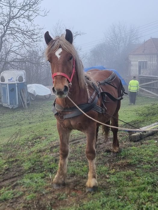 Manz greu  de vanzare