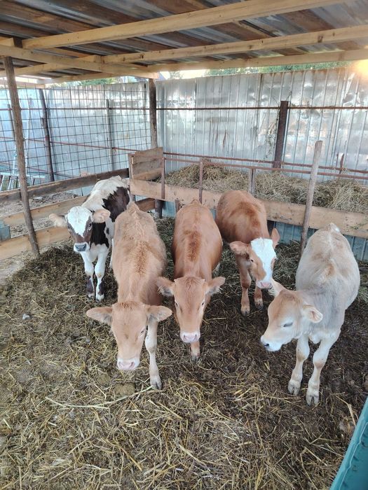 Vând 5 viței 4-5 luni