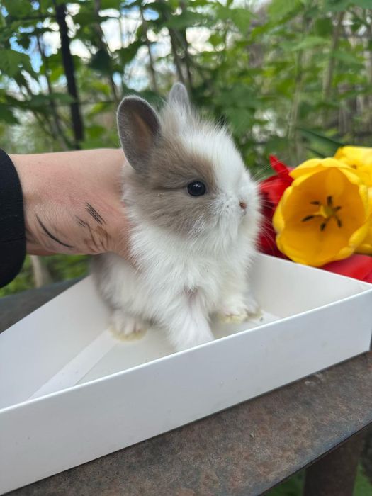 Кролики декоративные карликовые