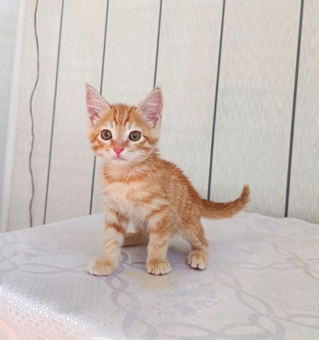 Котёнок ждёт своих хозяев