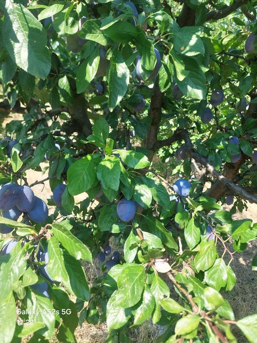 Prune de masa de vanzare soiul Stanley