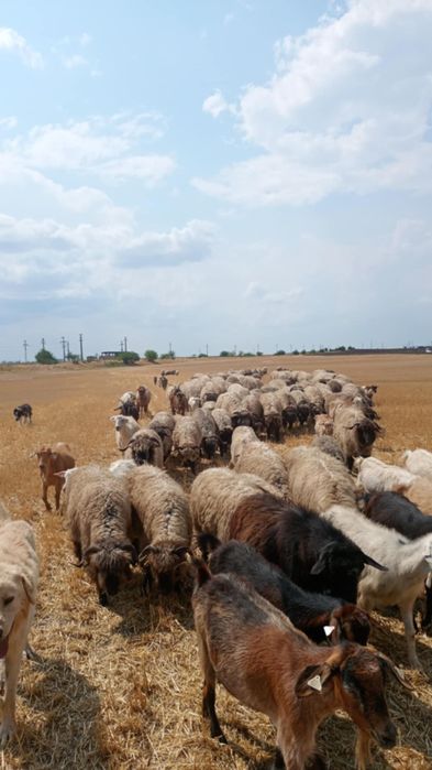 Oi de vânzare  mai multe detalii la nr de telefon