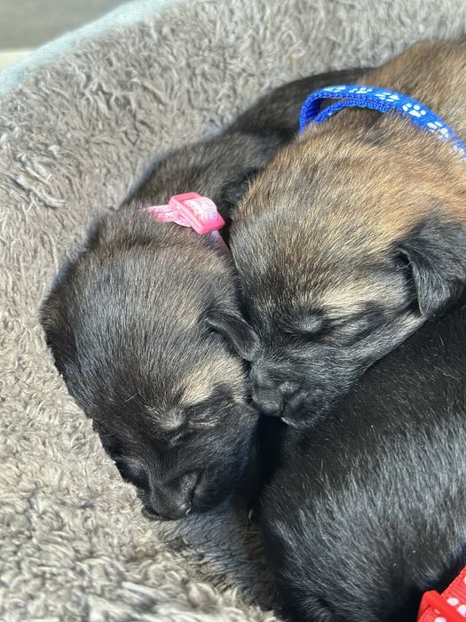 Щенки  бельгийской овчарки