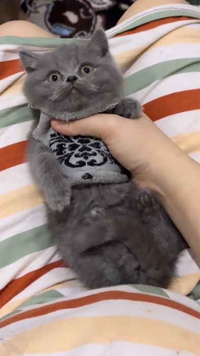 Скотиш страйт 1 ярим ойлик срочна