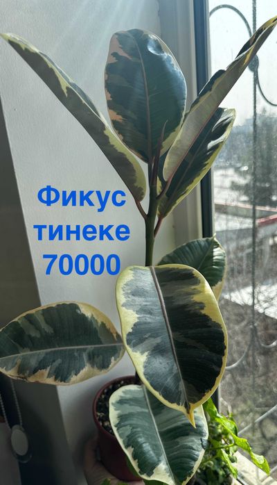 Антуриум фиолетовый, Фикус, Драцена, Замиокулькас, Спатифиллум беллини