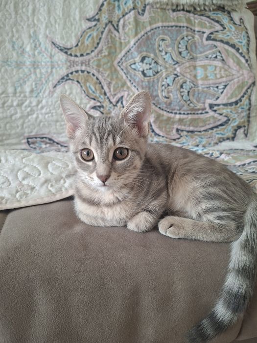 Отдам котенка девочку в добрые руки