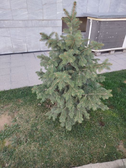 Продаются серебристоголубые ели прямо на ТКАД от