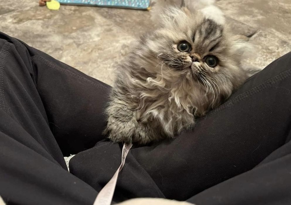 Persana chinchilla golden