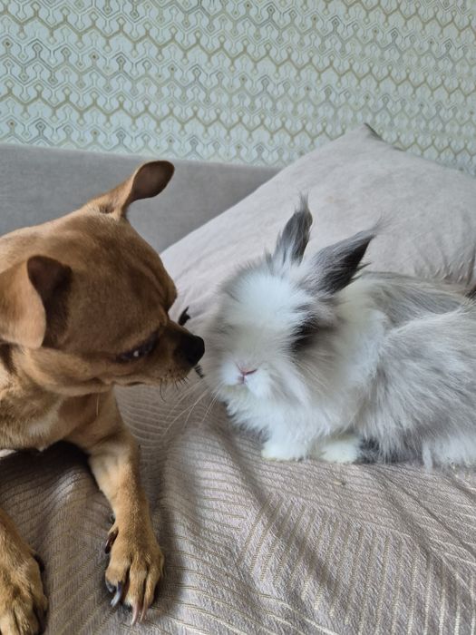 Отдам декаративного кролика.