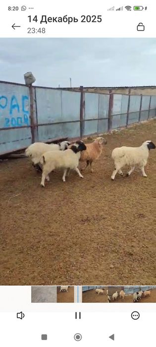 Ургашы 10 бас козы