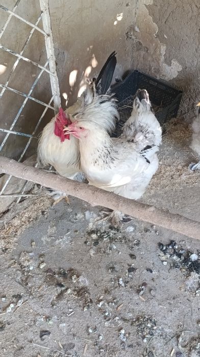 Brama tovuq xòroz