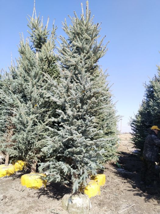 Саженцы большой ассортимент