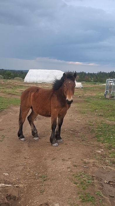Vind minz din parinti foarte buni