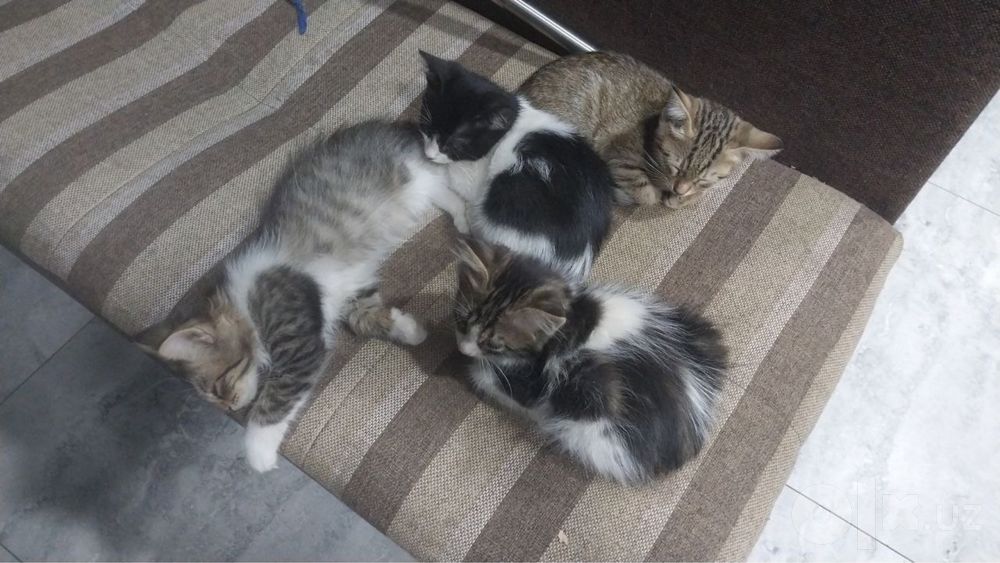 Отдам котят бесплатно