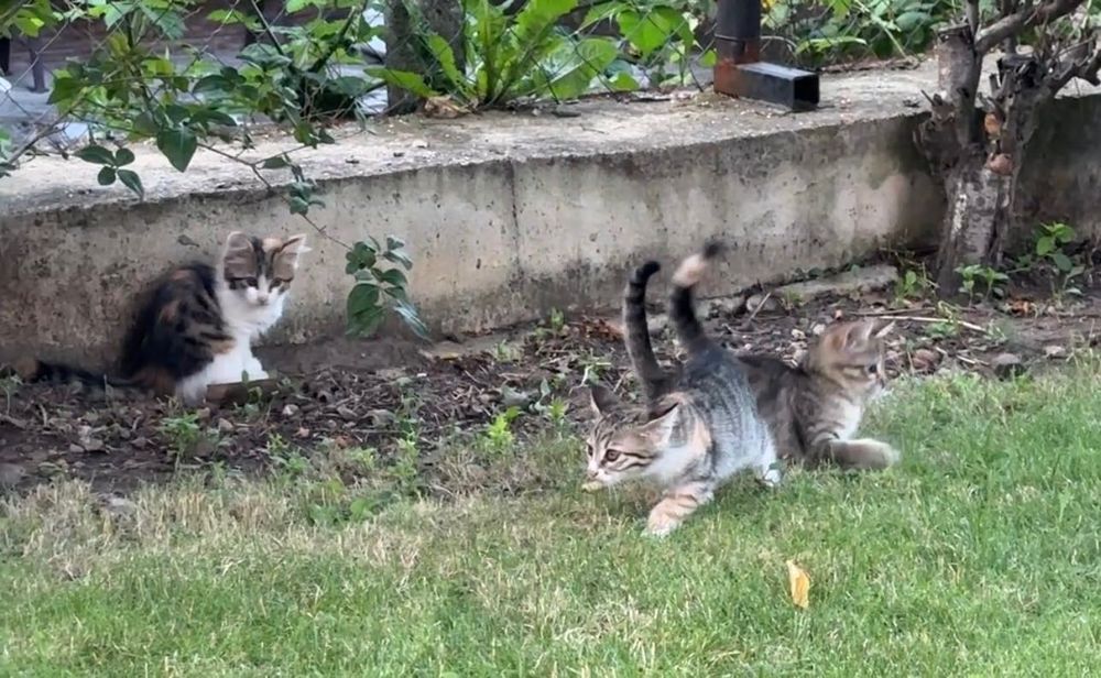 Подарявам 4 котета