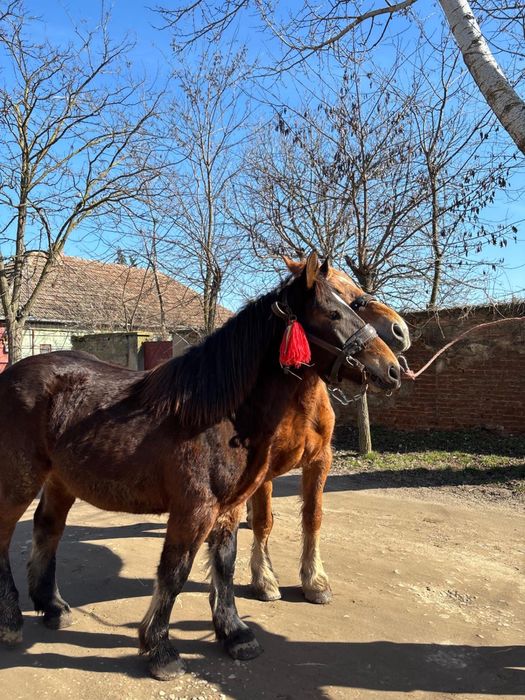 Iapă si manza  de vanzare
