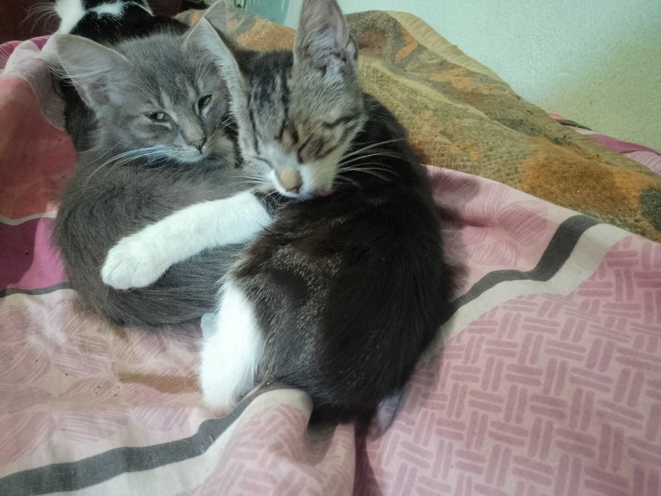 Подарявам котенца