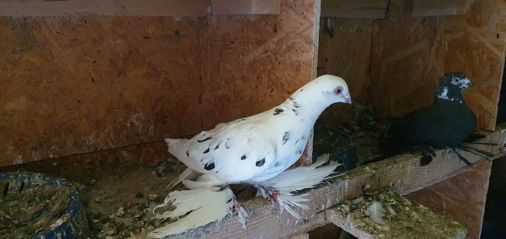 Голуби бойные разных мастей
