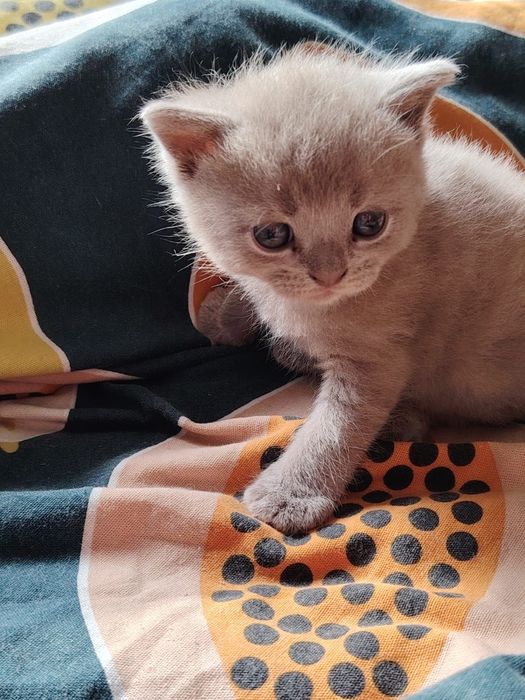 Селкирк рекс серо-голубая девочка