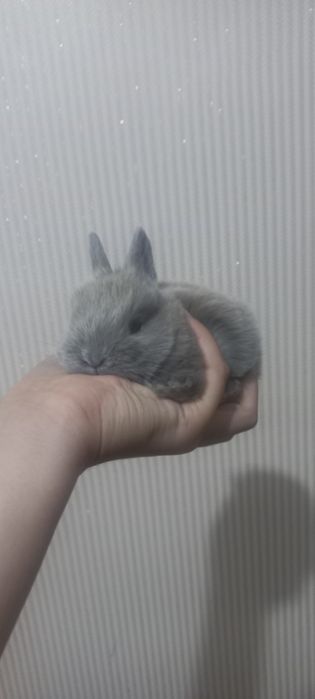 Кролики декоративные и карликовые