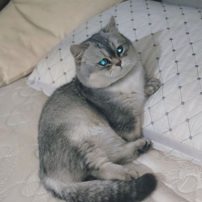 Vyazka Manchikin qiz mushuklani taklif qiladi.