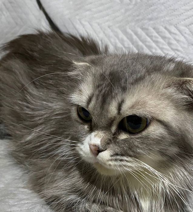 Вислоухие котята шотландские