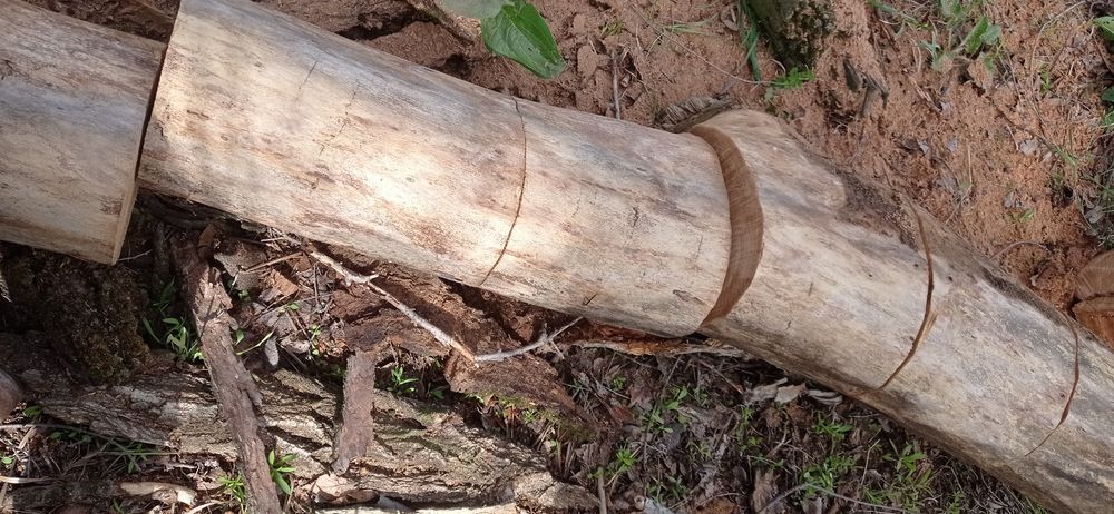 Дрова карагач сухой