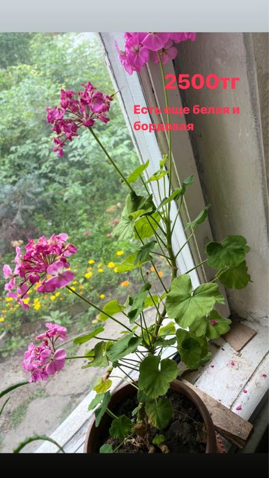 Продам комнатные цветы