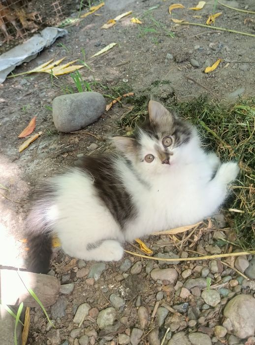 Отдам котиков в добрые