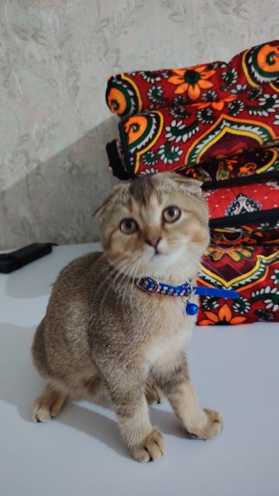 Zalatistiy shin shila fold sotiladi