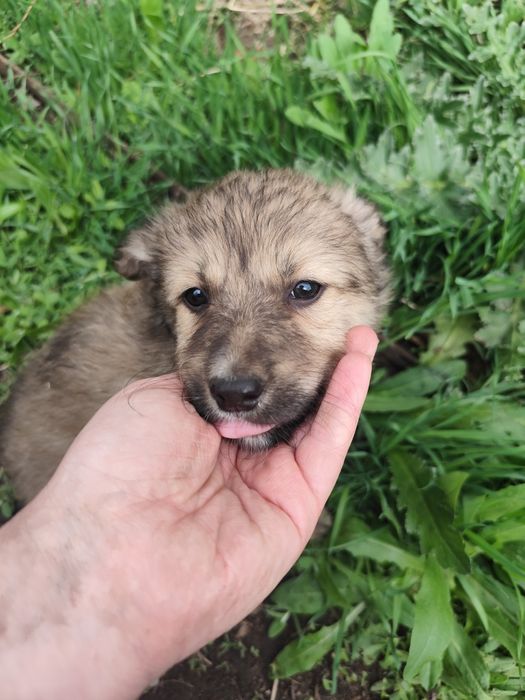 Щенок мальчик пёс собака кобель