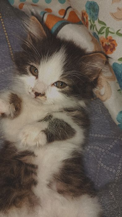 Котенок милашка, красотка