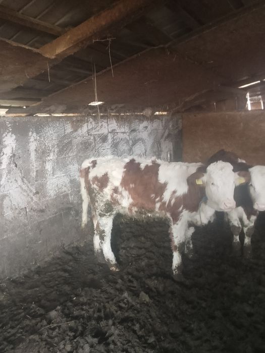 Vând vitei un bouț și 2 vitele