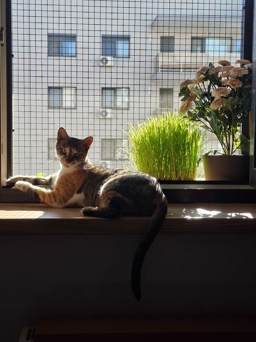 Anunt Adoptie Pisca- Tisa