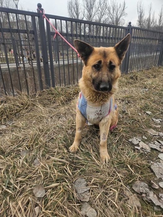 Срочно ищет дом немецкая овчарка!!!