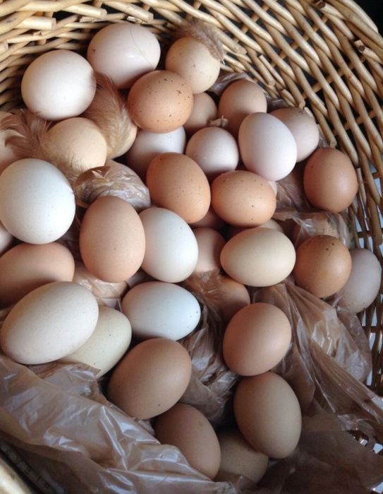 Куры несушки Кремовые