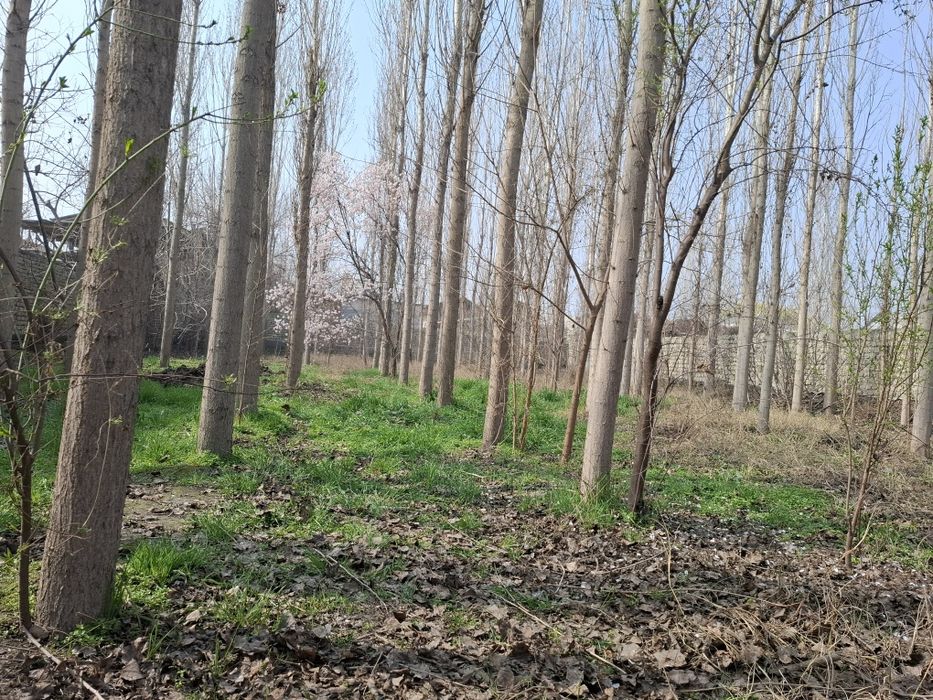 Yer uchastkasi sotiladi