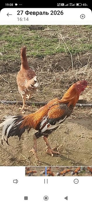 Сатлады сатлады.