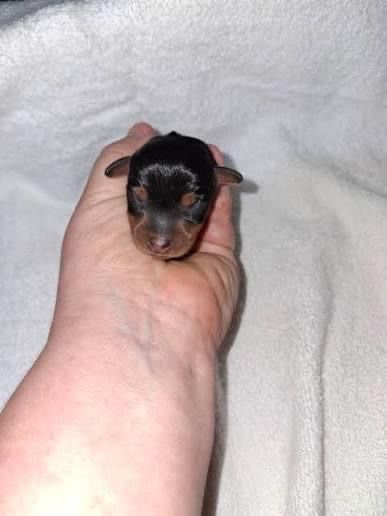 Mini pinscher toy catelusi